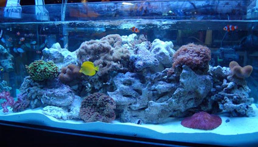 Acquario marino Acquario marino